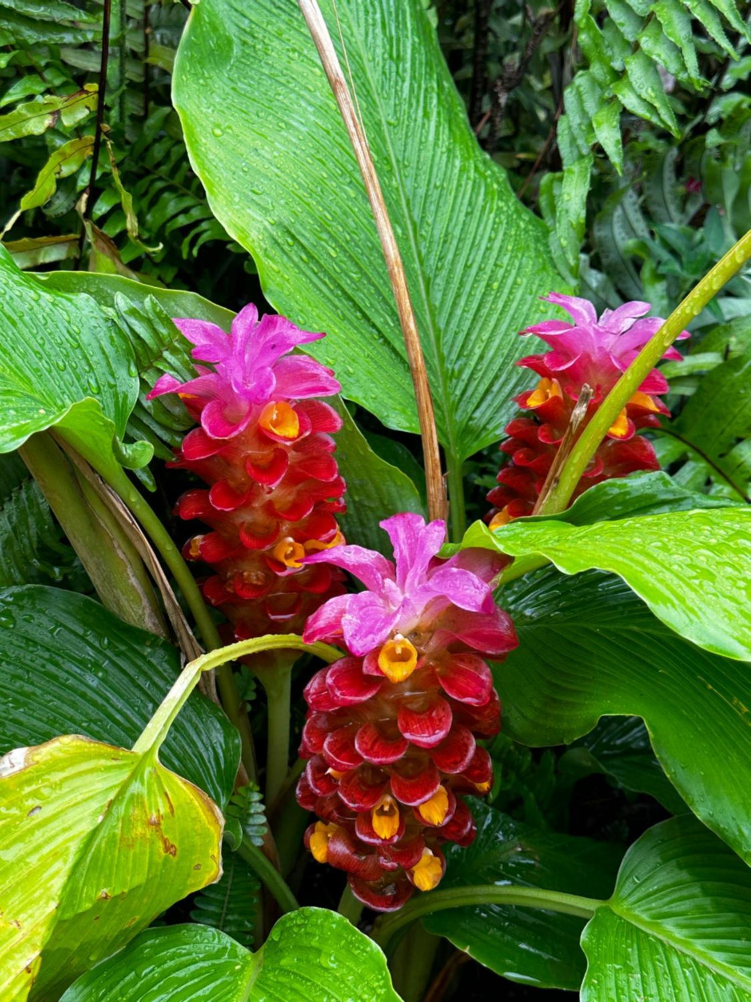 Place Is Different!! Award Winning! Oceanfront, View View! Appartement Wailuku